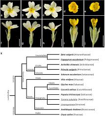 Attēlu rezultāti vaicājumam “Primula farinosa fruit”