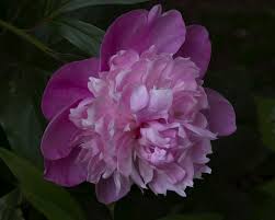 Attēlu rezultāti vaicājumam “Paeonia lactiflora flower”