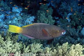 Image result for Scarus ferrugineus