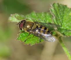 Attēlu rezultāti vaicājumam “Syrphus sp.”