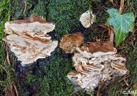 Attēlu rezultāti vaicājumam “Bjerkandera fumosa”