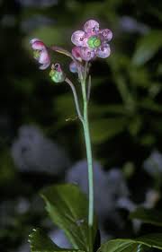 Attēlu rezultāti vaicājumam “Chimaphila umbellata”