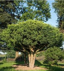 Attēlu rezultāti vaicājumam “Taxus baccata”