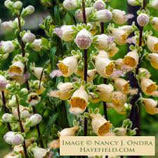 Image result for Digitalis ferruginea