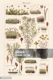 Attēlu rezultāti vaicājumam “Ephemerum serratum sporophyte”