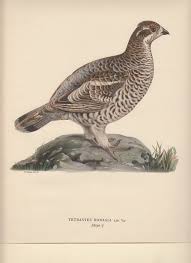 Attēlu rezultāti vaicājumam “Tetrastes bonasia”