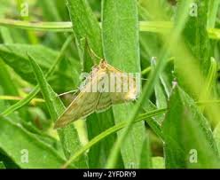 Attēlu rezultāti vaicājumam “Sitochroa verticalis”