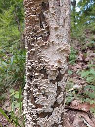 Attēlu rezultāti vaicājumam “Irpex lacteus”