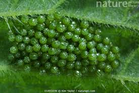 Attēlu rezultāti vaicājumam “Aglais urticae”