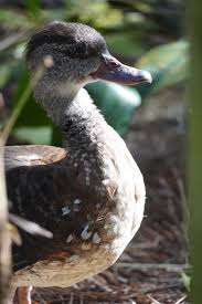 Attēlu rezultāti vaicājumam “Anseriformes”