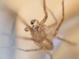 Attēlu rezultāti vaicājumam “Anyphaena accentuata”