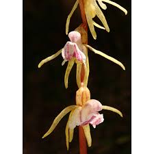 Attēlu rezultāti vaicājumam “Epipogium aphyllum flower”