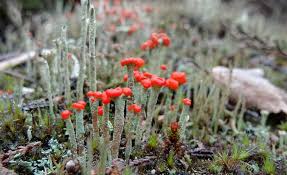 Attēlu rezultāti vaicājumam “Cladonia floerkeana”