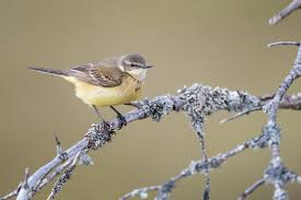 Attēlu rezultāti vaicājumam “Motacilla flava flava adult”