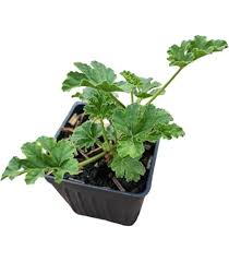 Attēlu rezultāti vaicājumam “Geranium bohemicum leaf”