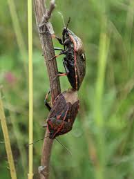 Attēlu rezultāti vaicājumam “Jalla dumosa”
