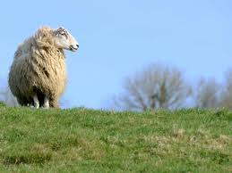 Image result for sheeple