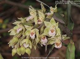 Attēlu rezultāti vaicājumam “Epipactis helleborine flower”