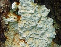 Attēlu rezultāti vaicājumam “Skeletocutis odora”