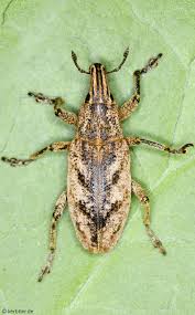 Attēlu rezultāti vaicājumam “Cleonis pigra”