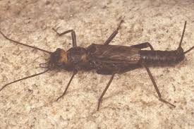 Attēlu rezultāti vaicājumam “Plecoptera”