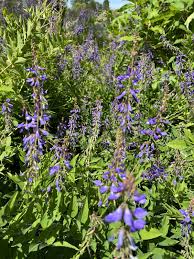 Attēlu rezultāti vaicājumam “Galega orientalis flower”