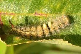 Attēlu rezultāti vaicājumam “Calliteara pudibunda”