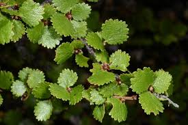 Attēlu rezultāti vaicājumam “Betula nana”