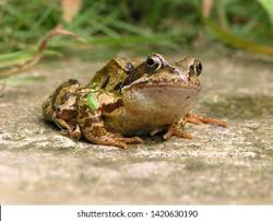 Attēlu rezultāti vaicājumam “Rana temporaria adult”