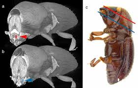 Attēlu rezultāti vaicājumam “Enteridium variabile macro”