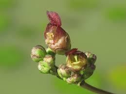 Attēlu rezultāti vaicājumam “Scrophularia nodosa flower”