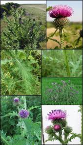 Attēlu rezultāti vaicājumam “Carduus crispus leaf”
