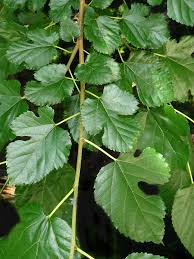 Attēlu rezultāti vaicājumam “Morus alba leaf”