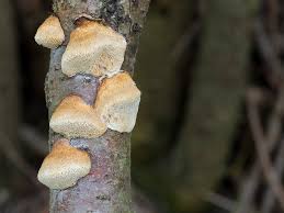 Attēlu rezultāti vaicājumam “Dichomitus campestris”