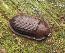 Attēlu rezultāti vaicājumam “Peltis grossa”