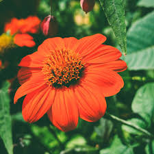 Image result for Tithonia rotundifolia