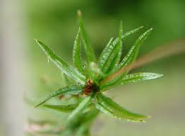 Attēlu rezultāti vaicājumam “Atrichum undulatum”