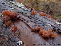 Attēlu rezultāti vaicājumam “Exidia saccharina”