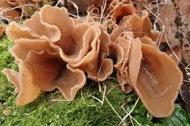 Attēlu rezultāti vaicājumam “Peziza badia”