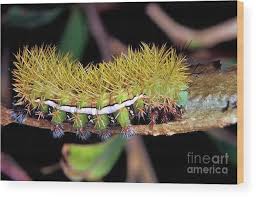 Attēlu rezultāti vaicājumam “Saturniidae”