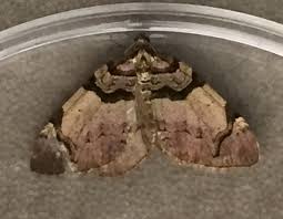 Attēlu rezultāti vaicājumam “Earophila badiata”