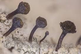 Attēlu rezultāti vaicājumam “Chaenotheca ferruginea”