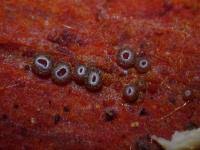 Attēlu rezultāti vaicājumam “Hyphodiscus hymeniophilus”