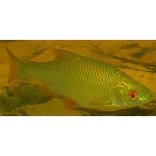 Image result for Rutilus heckelii