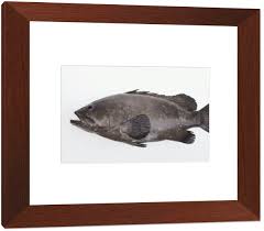 Image result for Epinephelus itajara