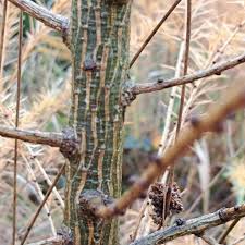 Attēlu rezultāti vaicājumam “Larix kaempferi fruit”
