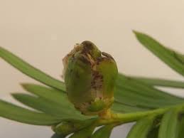 Attēlu rezultāti vaicājumam “Taxus baccata bud”