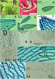 Attēlu rezultāti vaicājumam “Seligeria donniana”