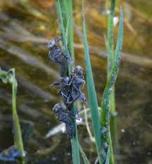 Attēlu rezultāti vaicājumam “Libellula quadrimaculata exuvia”