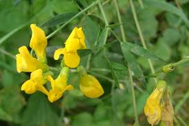 Attēlu rezultāti vaicājumam “Lathyrus pratensis”